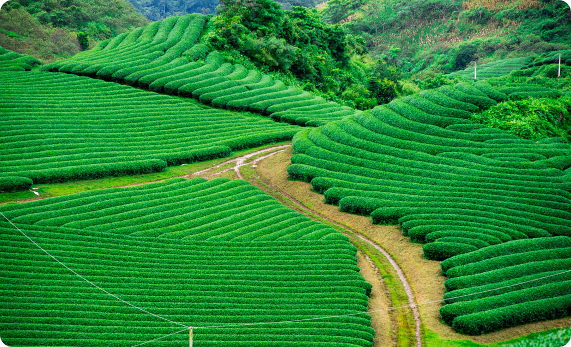 La colline du thé à Moc Chau